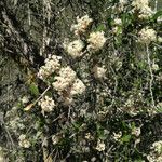 Ceanothus cuneatus Habitus