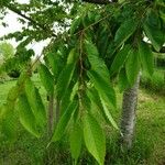 Zelkova carpinifolia Blatt