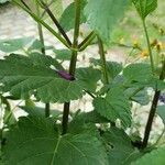 Salvia guaranitica Kaarna