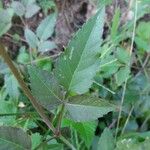 Castilleja nervata Leaf