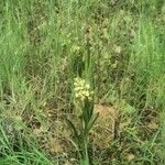 Dactylorhiza insularis Habit