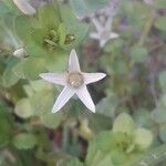 Lysimachia tenella Floare