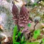 Orobanche hederaeFlor