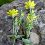 Blackstonia perfoliata Flower