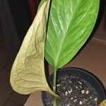 Anthurium jenmanii Leaf