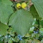 Crataegus coccinea Ovoce