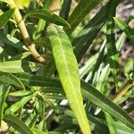Gomphocarpus integer Leaf