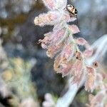 Teucrium marum Flower