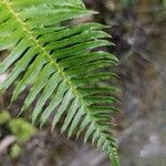 Polystichum munitum Foglia