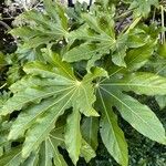 Fatsia japonica Leaf