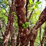 Plinia cauliflora Bark