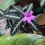 Ruellia makoyanaКветка