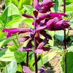 Salvia involucrata Blüte