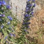 Echium vulgare Flower