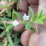 Diodia virginiana Blatt