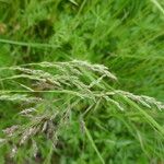 Calamagrostis canescens Flower