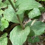 Epipactis bugacensis Blad