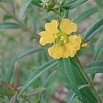 Heimia salicifolia Flower