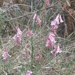 Epacris impressa Flor