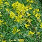 Sisymbrium strictissimum Flower