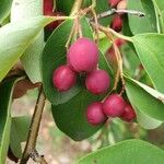 Cotoneaster multiflorus Frugt