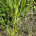 Eragrostis spectabilis Leaf