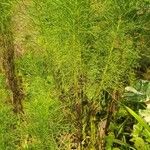 Eupatorium capillifolium Fulla