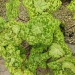 Podophyllum cv. 'Kaleidoscope' Leaf