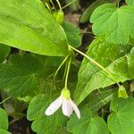 Claytonia caroliniana Floro