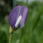 Vicia bithynica Цветок