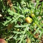 Anacyclus radiatus Leaf