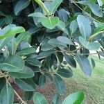 Ficus rubiginosa Лист