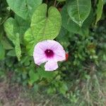 Ipomoea tiliacea 花