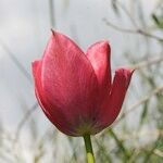 Tulipa montisandrei Kwiat