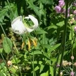 Lilium martagon Floare