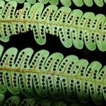 Cyathea cyatheoides Folla