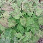 Symphyotrichum cordifolium Blad