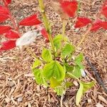 Salvia splendens Blatt