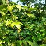 Ribes cynosbati Leaf