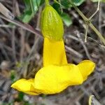 Dolichandra unguis-cati Flower
