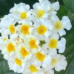 Lantana canescens Кветка