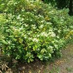 Pittosporum tobira ശീലം