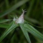Rhynchospora radicans 花