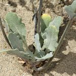 Dithyrea californica Агульны выгляд