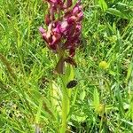 Dactylorhiza sambucina Habit