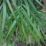 Afrocarpus gracilior Yaprak