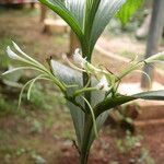 Corymborkis corymbis Flower