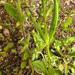 Tuberaria guttata Lapas