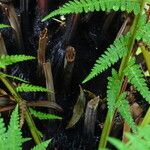 Dicksonia antarctica Bark