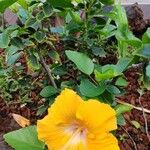 Hibiscus brackenridgei Natur